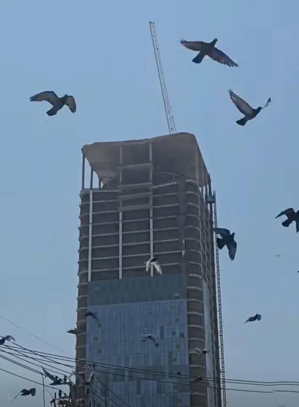 Before buildings shake and collapse due to earthquakes, these 4 animals will send you these signs