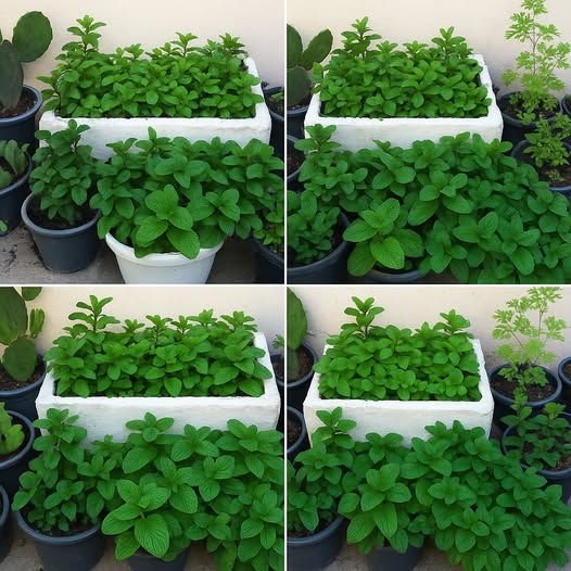 8 surprising reasons to grow mint at home