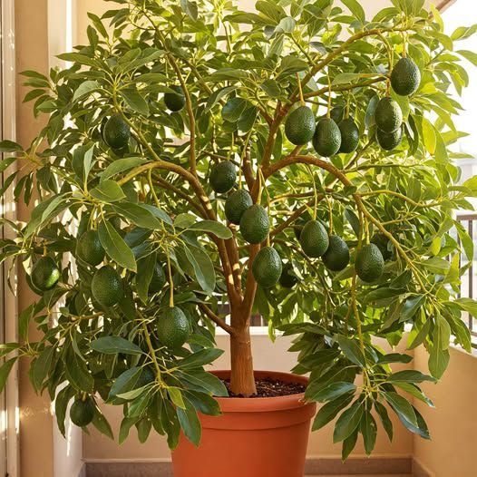 How to Grow an Avocado Tree in a Pot and Get Fruit in Just 6 Months