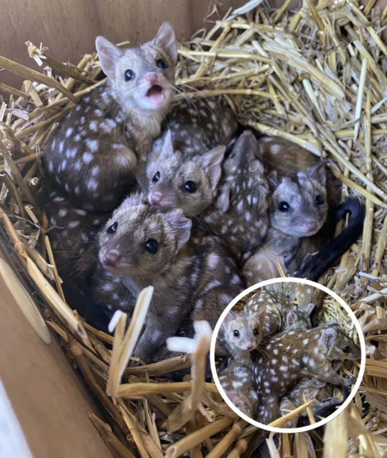 Group Discover Unusually Spotted Creatures, Stunned When They Realize What They Are