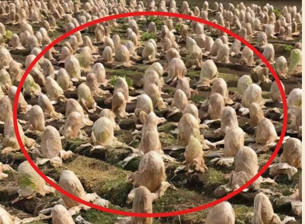 A farmer found something strange in his garden and shared photos: internet users can’t figure out what it is