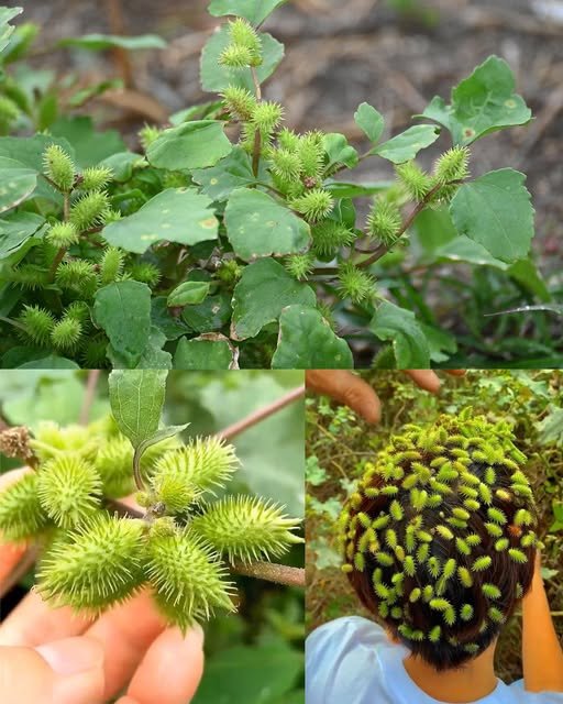 The Hidden Power of Xanthium strumarium (Cocklebur)
