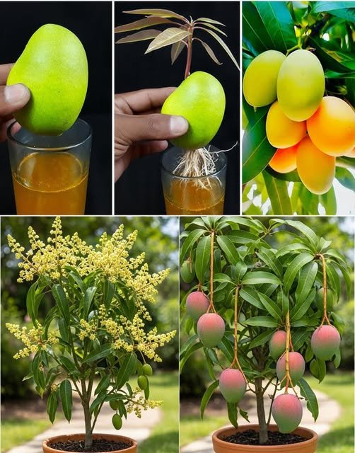 Growing Mango at home is very simple: discover the quick method with us!