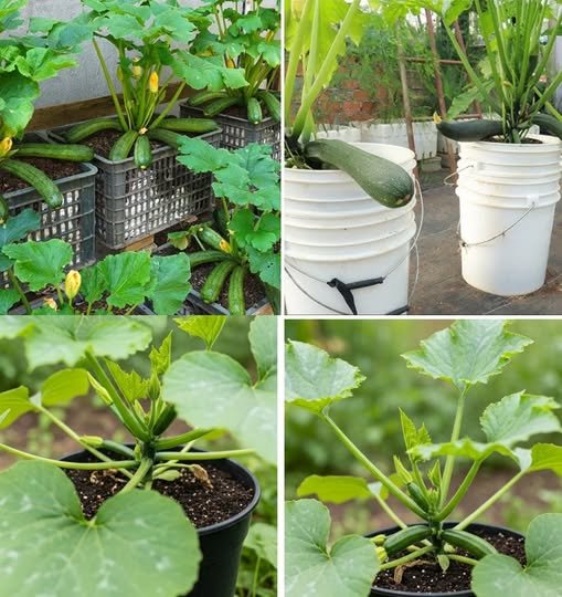 Try growing Zucchini on the terrace, miracles happened, too many fruits