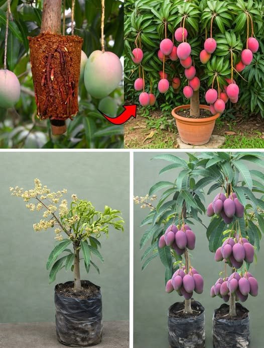 Growing Mango at Home: A Tropical Treat in Your Space
