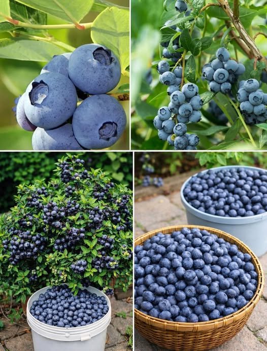 Blueberries, with this very simple trick I can grow them infinitely at home | I haven’t bought one in years!