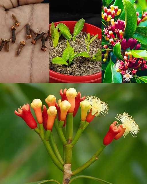 Easy Clove Growing: Seed to Spice
