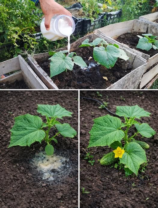 Water Your Cucumber Seedlings with This and Boost Growth 10 Times Faster! Get an Early, Abundant Harvest