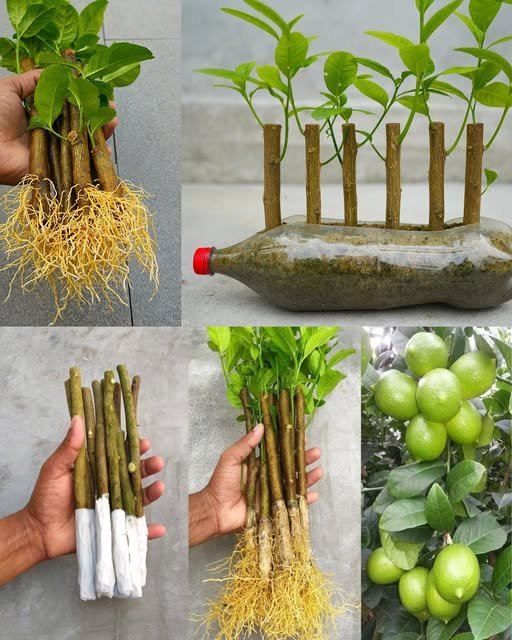 The Easiest Way to Grow Lemons from Lemon Cuttings.