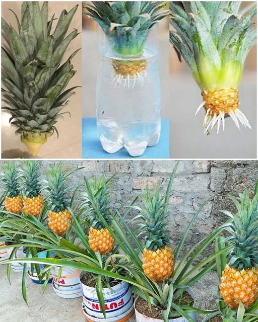 The Benefits of Growing a Pineapple Plant at Home and How to Grow One from a Crown