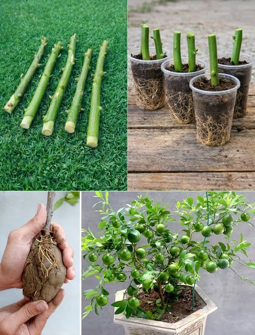 I Stopped Buying Lemons After Learning How to Grow Them Year-Round