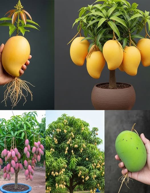 The Easiest Way to Grow Mango Trees – With Banana and a Leaf!