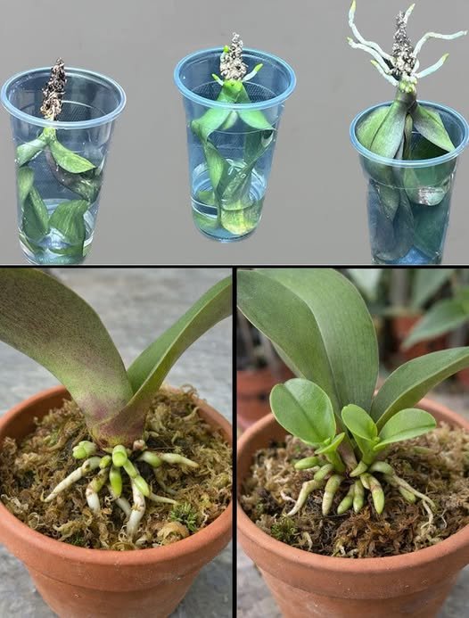To save a rotten orchid, dry or rootless, and rebuild it quickly, this trick would be enough for free
