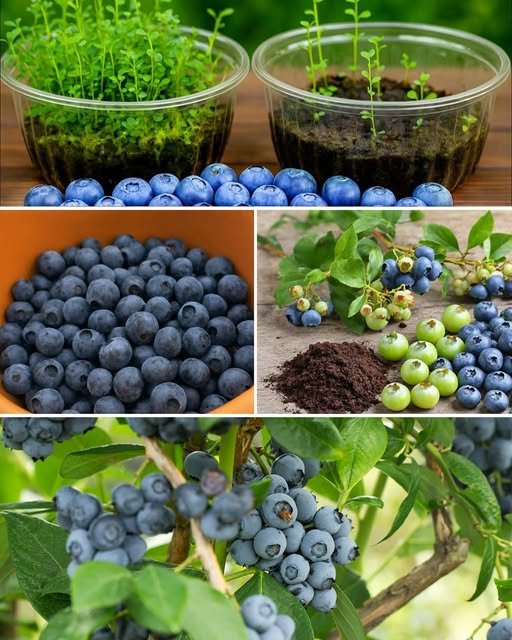 Planting Blueberries at Home: A Guide to Cultivating an Abundant Supply