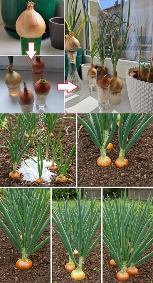 I Was Shocked After Feeding This Amazing Liquid! My Garlic and Onion 5 Time BIGGER – only Salvation