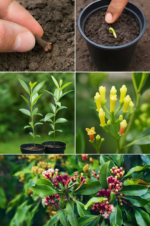 How to Grow Cloves at Home the Simple Way and Enjoy Their Aroma Year-Round