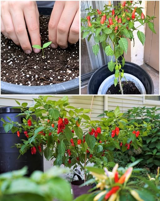 Grow Peppers in Just 10 Days? Yes, It’s Totally Possible—Here’s How!