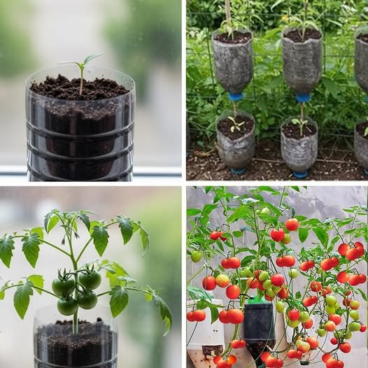 Easiest way HOW TO GROW TOMATOES in plastic hanging bottles.