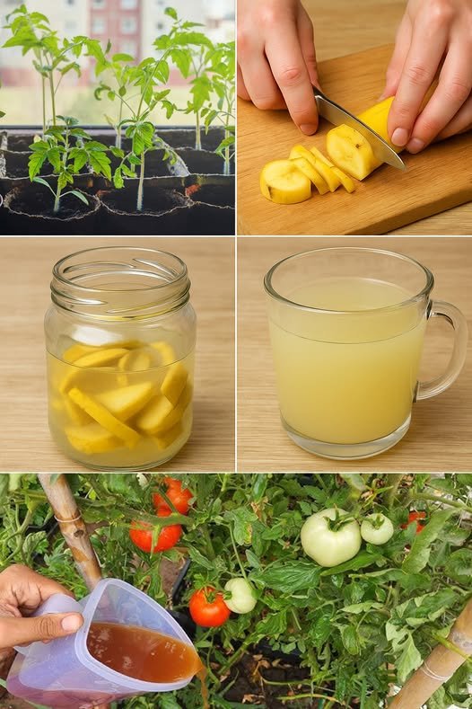 The tomato seedlings germinated immediately. I water with this solution and the seedlings grow strong and fat right before my eyes