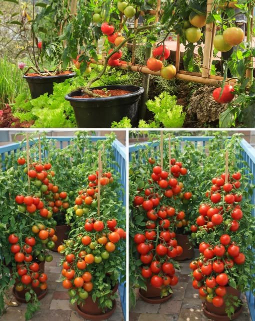 How to Grow Tomatoes Without a Garden – Get a Bountiful Harvest in Small Spaces