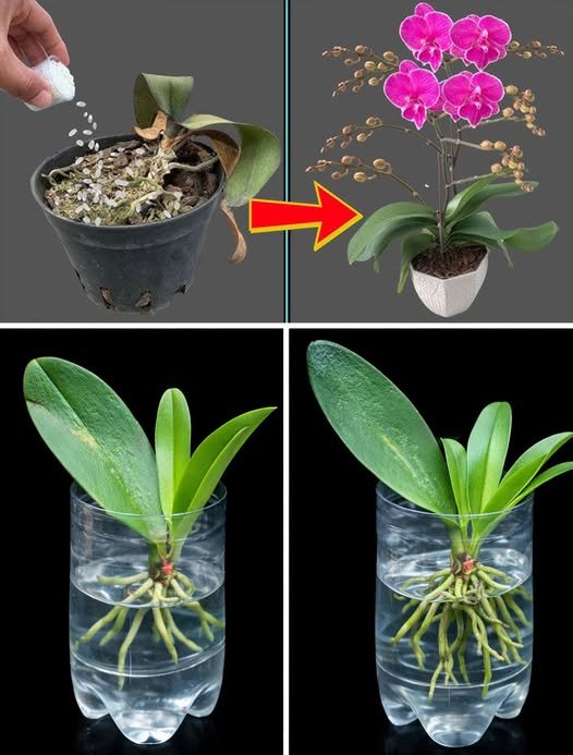 A Thrown-Away Orchid Became a Healthy Flower in Just 2 Months