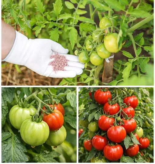 Plant This One Fertilizer With Your Tomatoes—And Watch Them Explode With Growth!
