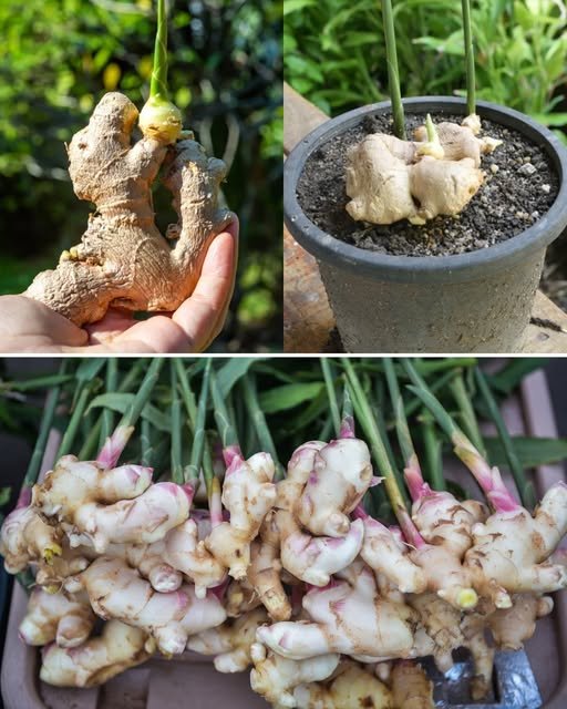How To Grow Ginger No Matter Where You Live