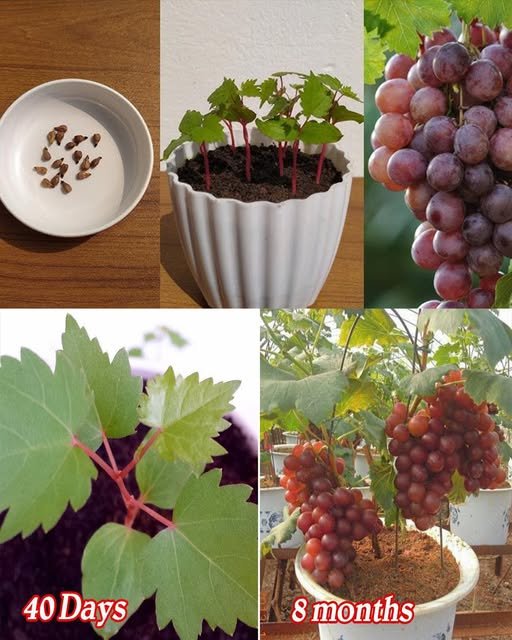How to grow grapes from seed in containers