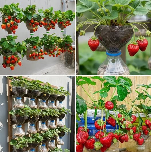 Grow Sweet Strawberries at Home Using Self-Watering Plastic Bottles