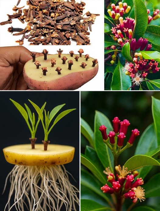From Tiny Seeds to Aromatic Clove Plants: The Simplest Way to Grow Them at Home