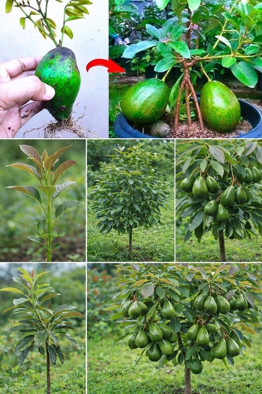 How to Grow an Avocado Tree in a Pot and Get Fruit in Just 6 Months!