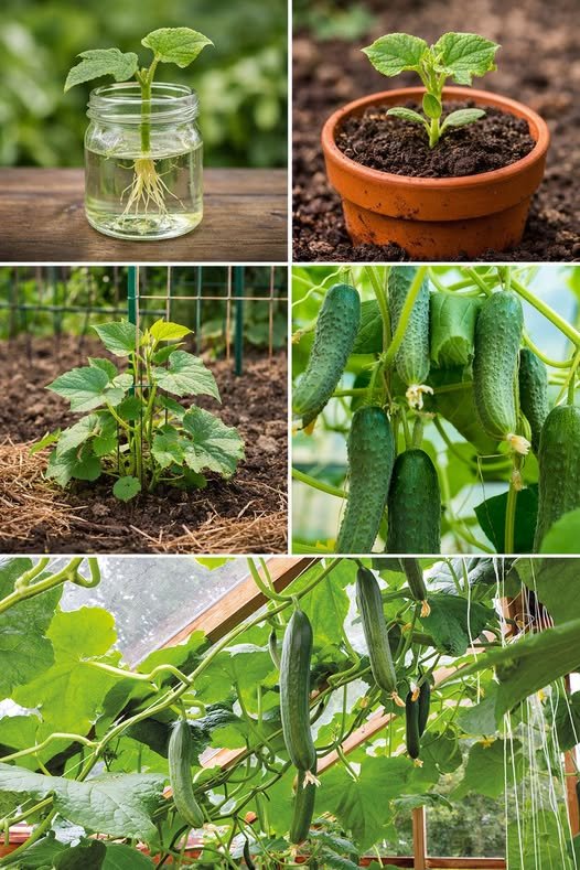 Now I Only Plant Cucumbers This Way — And I Always Get a Sea of Cucumbers!