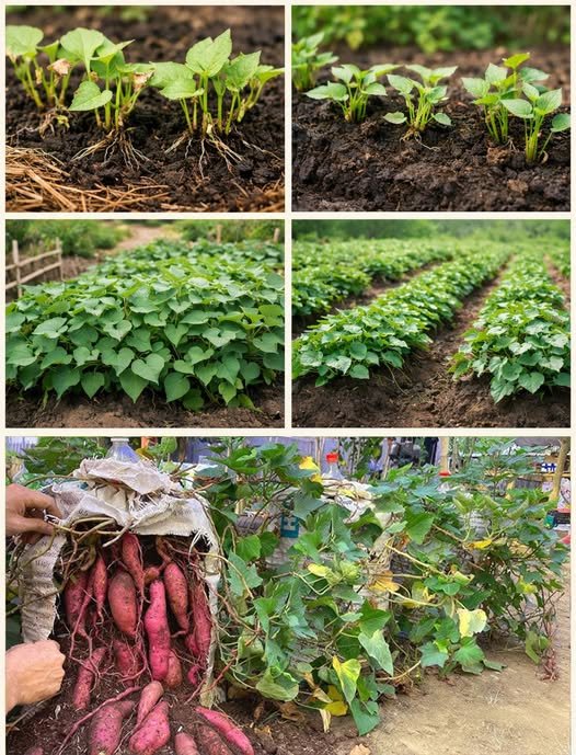 Why Do Sweet Potatoes Grown in Soil Bags Have So Many Tubers?